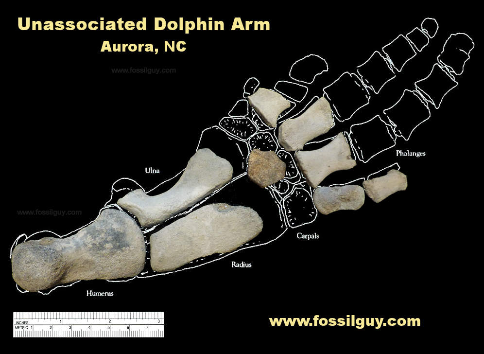 Unassociated arm bones of a fossil dolphin