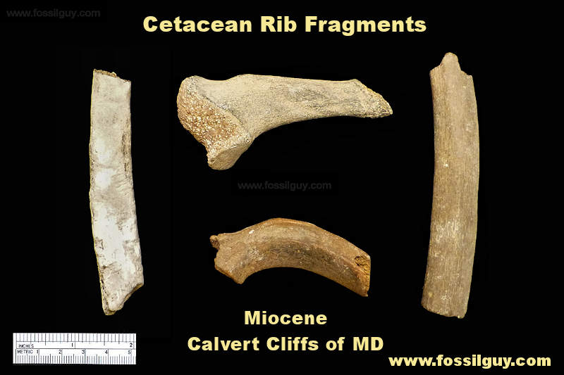 Fossil rib fragments from cetaceans - whales and dolphins