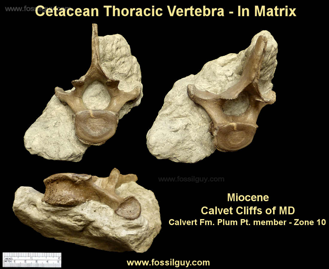 Cetacea thoracic vertebrae fossils from the Calvert Cliffs
