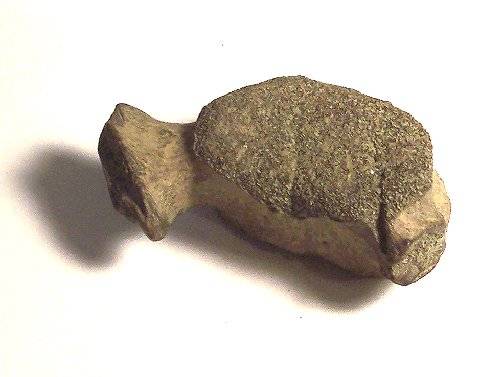 This is the dolphin vertebra with shark bite marks in it. .