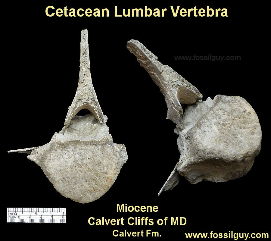 Fossil Whale Lumbar vertebra fossil from the Calvert Cliffs