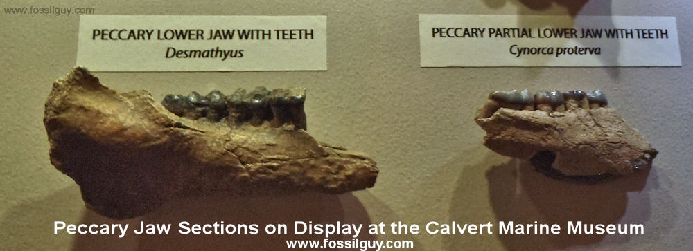 Peccary Jaw Sections on display at the Calvert Marine Museum