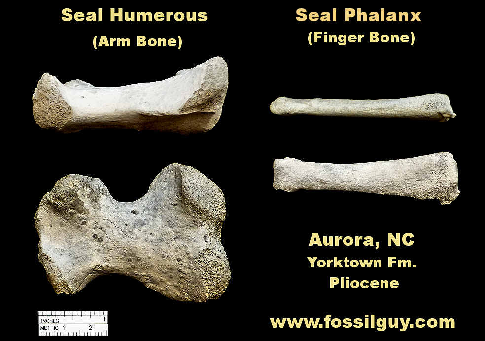 Fossil Vertebrate Identification for Calvert Cliffs of Maryland:  