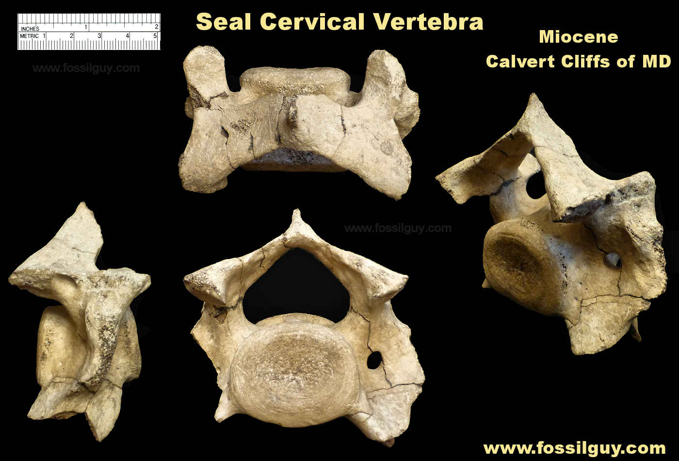 Seal Cervical Vertebra