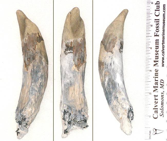 This is another large sperm whale tooth.  Notice the extreme shape variation from the previous one. 