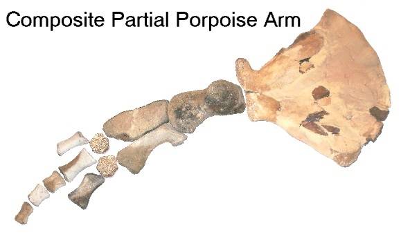 Composite fossil arm bones of a dolphin
