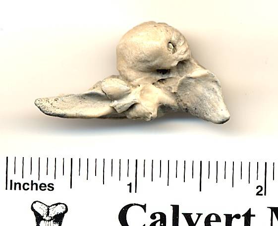 Fossil Dolphin Ear Bone - Bulla