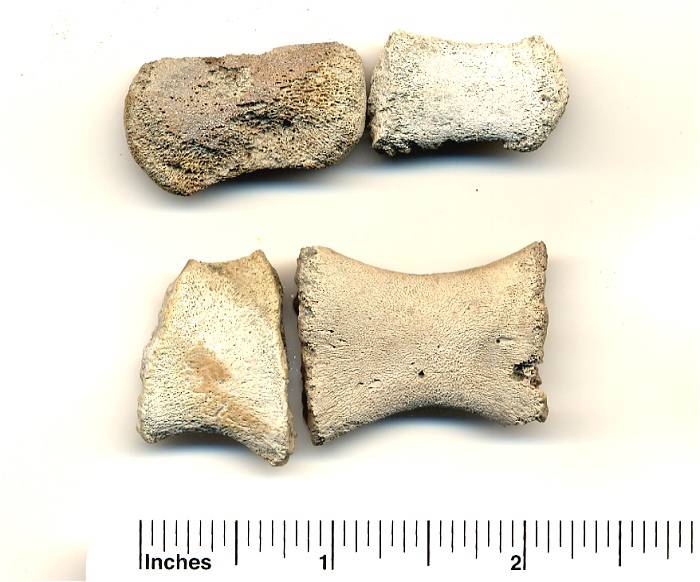 Fossil Dolphin phalanges.