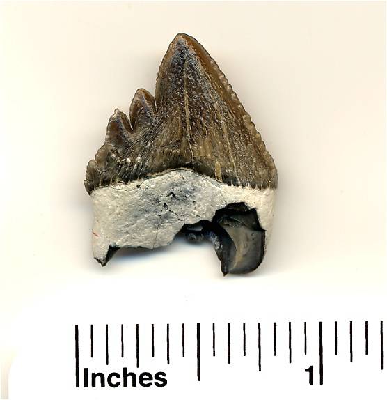 This squalodon tooth with a broken root is probably a molar.
