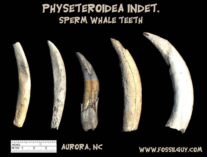 fossil sperm whale teeth from Aurora, NC