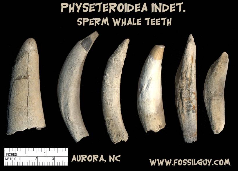 Fossil Sperm Whale Teeth