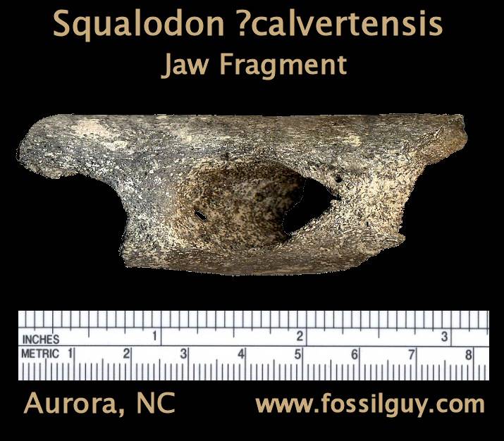 Fossil Squalodon Tooth