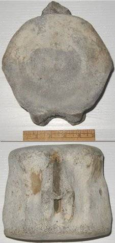 Fossil Whale caudal vertebrae fossils from North Carolina