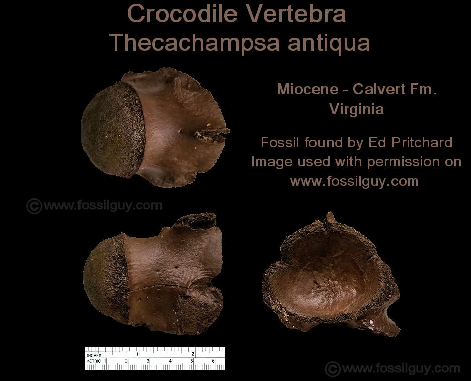 Fossil Crocodile Vertebra