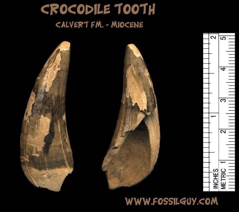 fossil crocodile tooth from the Calvert formation - miocene