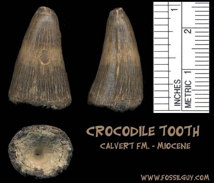 This is the crocodile tooth fossilfrom the Calvert formation.  It's only an inch in height, but is beautifully preserved