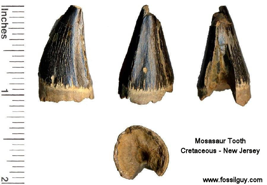 Fossil Identification for the Big Brook area of New Jersey: 