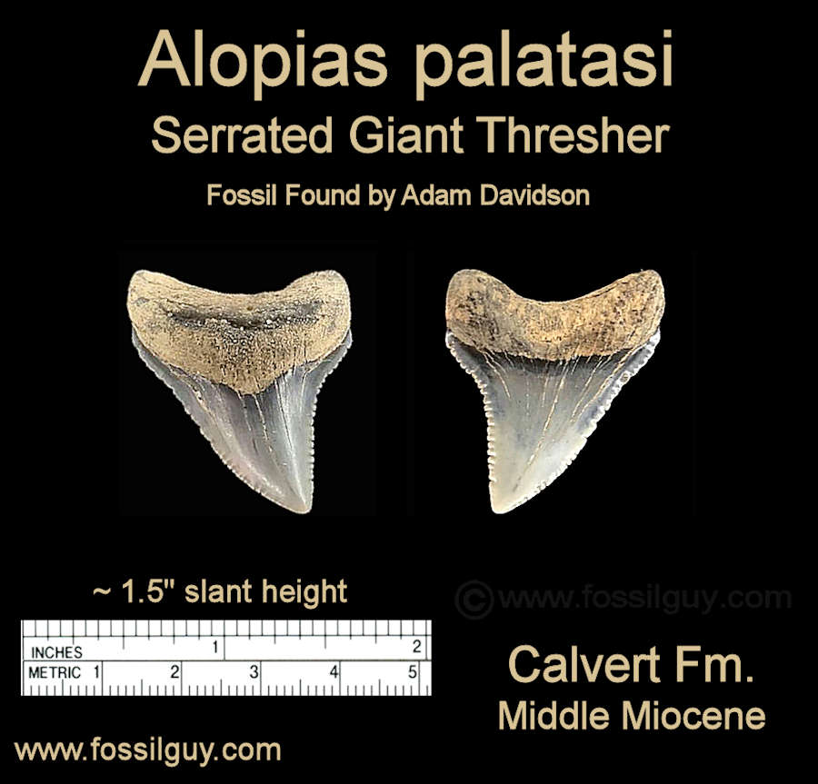 fossil Serrated Giant Thresher shark tooth. A. palatasi