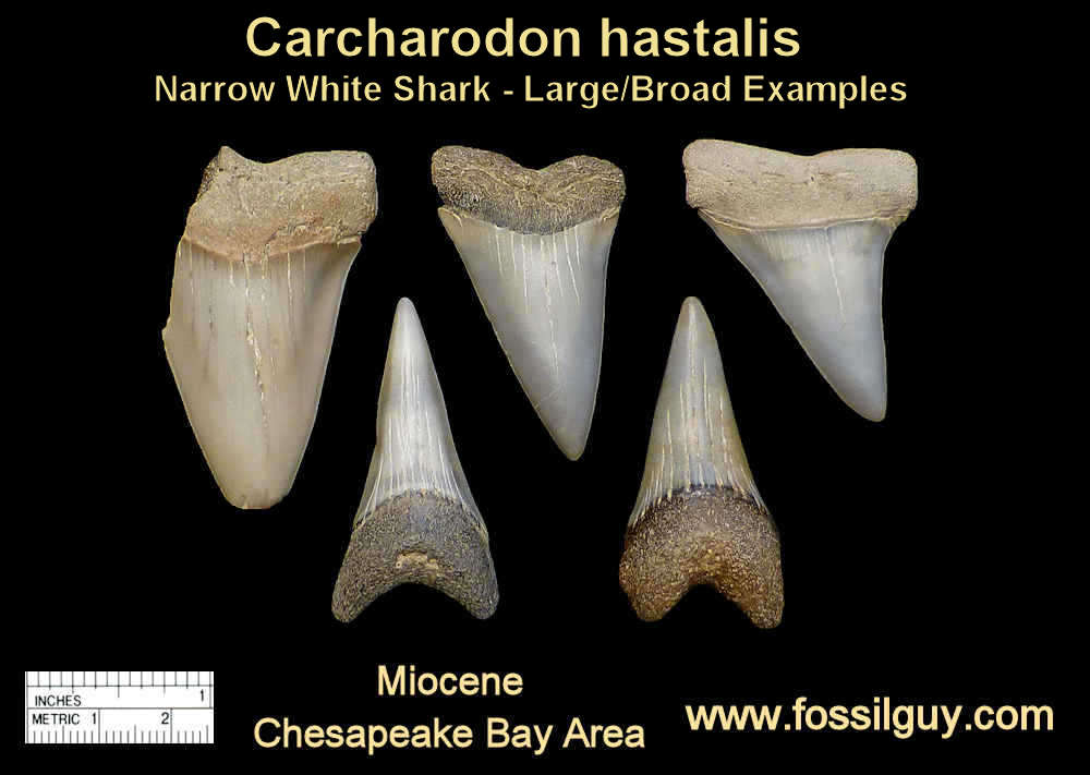 fossil white shark teeth - carcharodon hastalis shark teeth - calvert cliffs, maryland