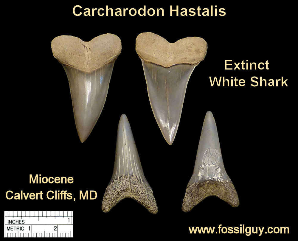 fossil white shark teeth - carcharodon hastalis - calvert cliffs, maryland