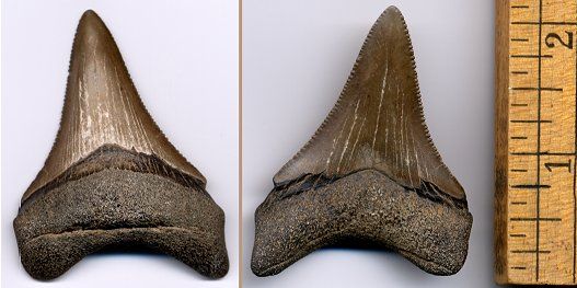 large megalodon shark tooth from South Carolina