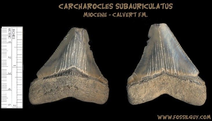 This megatooth shark fossil once cleaned up.  It has a 2 1/4 inch slant height.