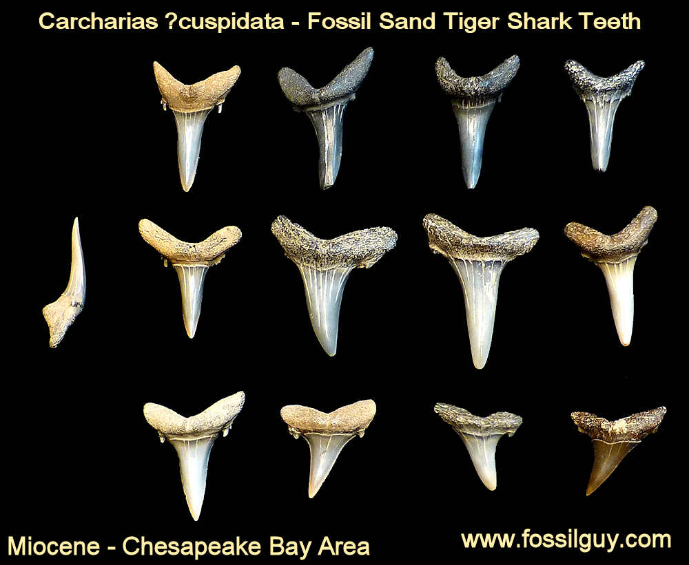 Fossil Shark Tooth Identification for Calvert Cliffs of Maryland ...