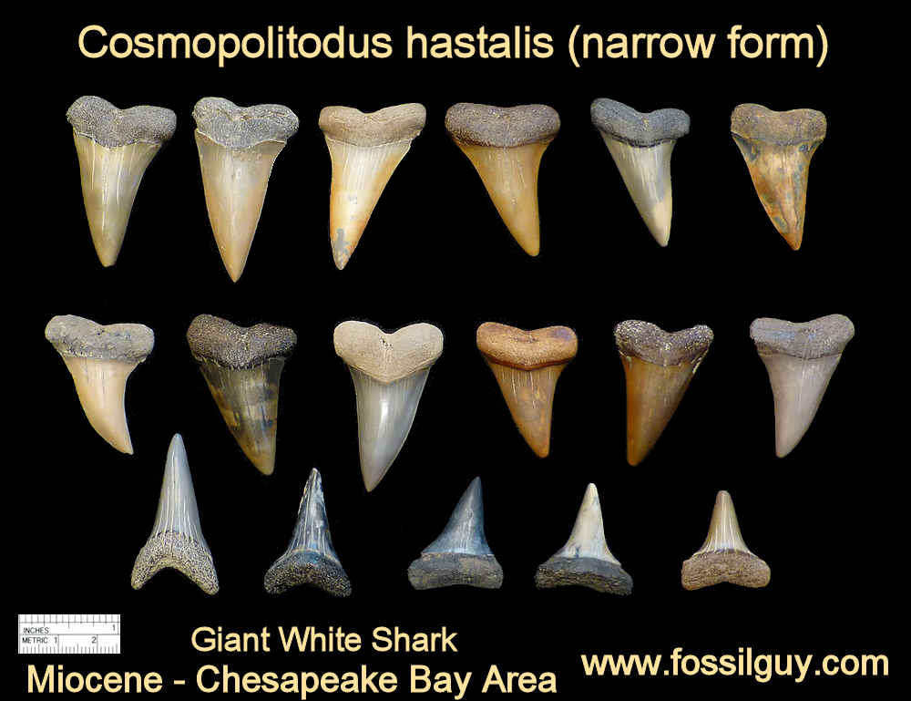 Shark Tooth Identification Chart