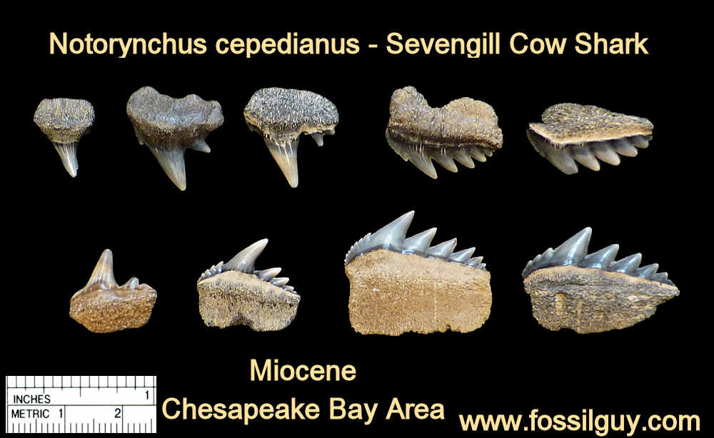 Florida Shark Teeth Identification Chart