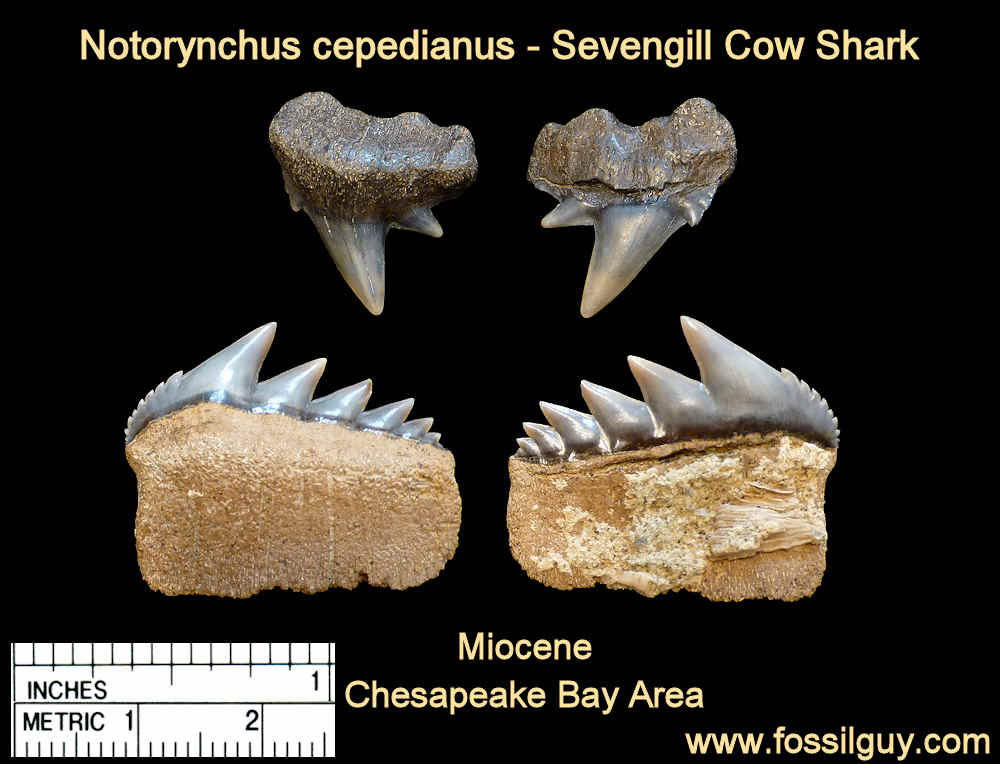 fossil cow shark tooth - notorynchus shark tooth - calvert cliffs, maryland