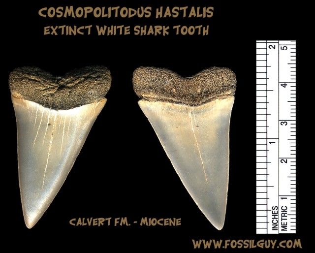 This is an extinct white shark tooth, Cosmopolitodus hastalis (formerly called a mako shark tooth: isurus hastalis)