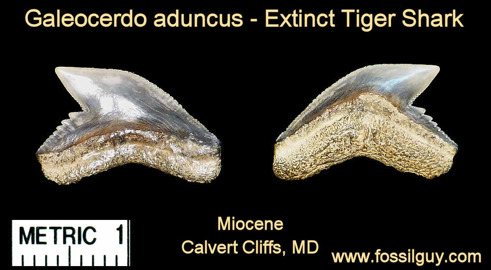 fossil tiger shark - galeocerdo aduncus tooth - calvert cliffs, maryland