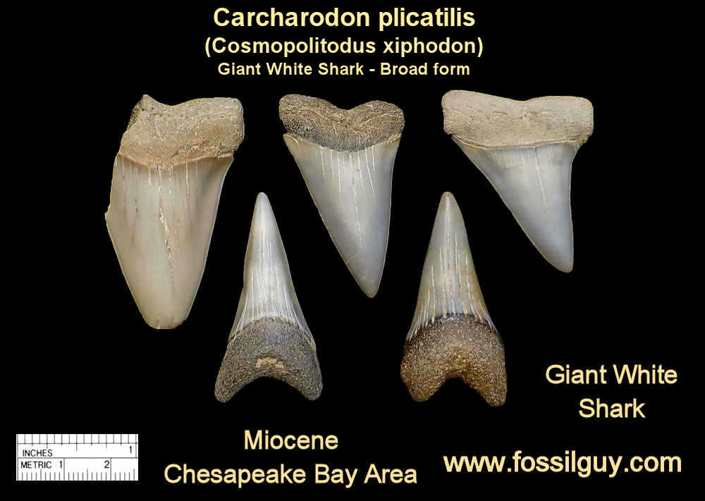 Fossil Shark Teeth Chart