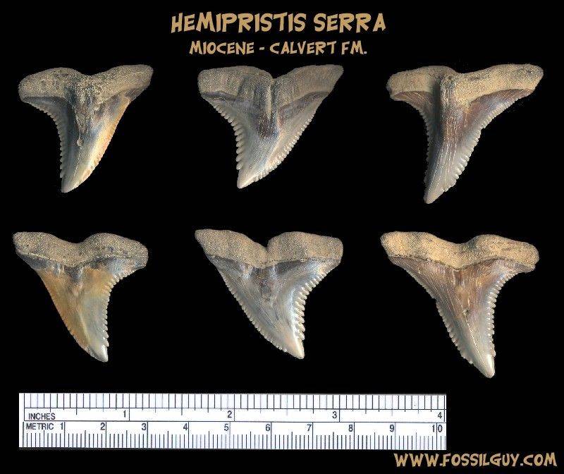 These are a few larger Hemepristis serra (Snaggletooth) Shark teeth fossils were found at the Calvert formation