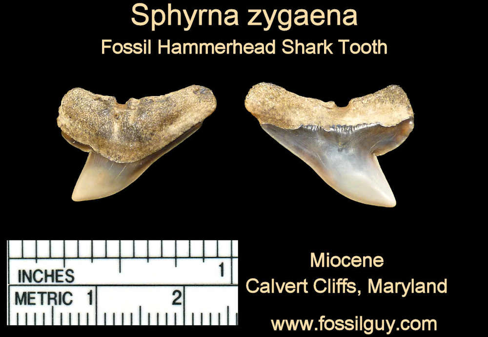 shark teeth fossils