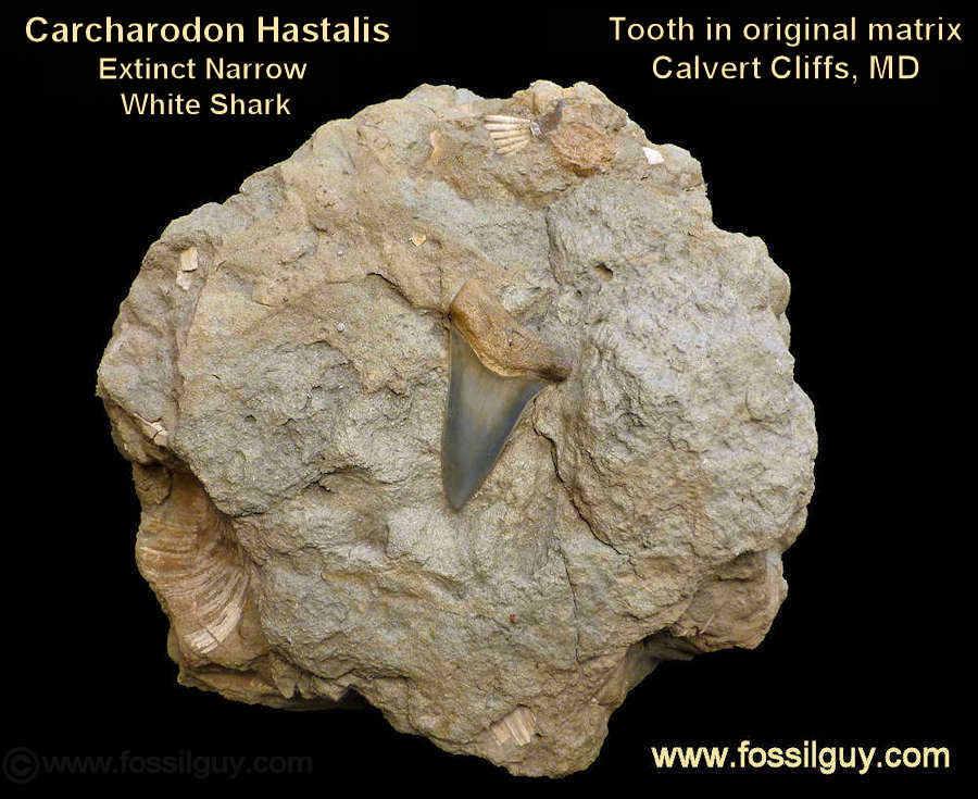 fossil giant white shark teeth - carcharodon hastalis shark teeth in original matrix - calvert cliffs, maryland