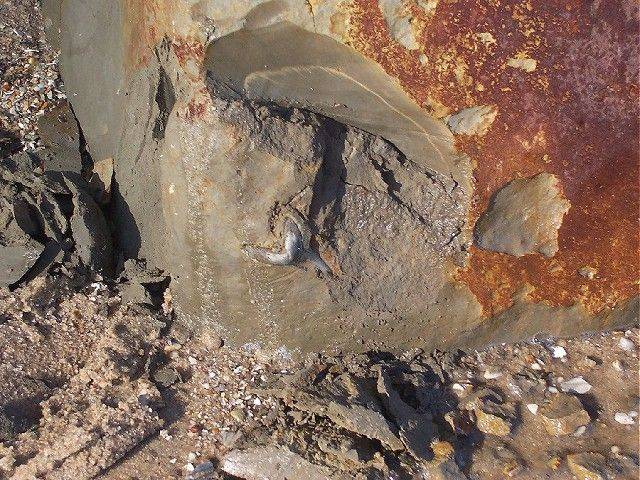 Here is the 2 inch C. hastalis shark tooth fossil found in a cliff chunk..