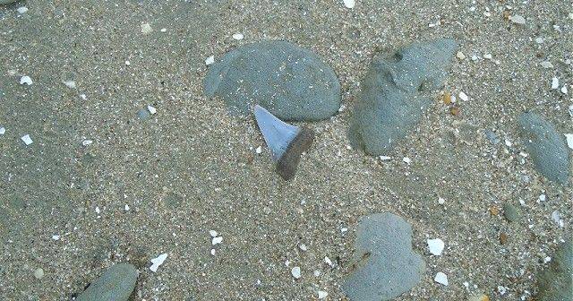 This is the larger Extinct White shark tooth fossil that was found at the Calvert formation