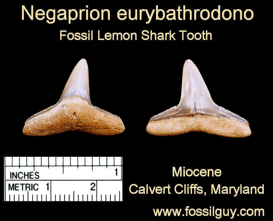 Fossil Lemon Shark tooth - calvert cliffs, maryland