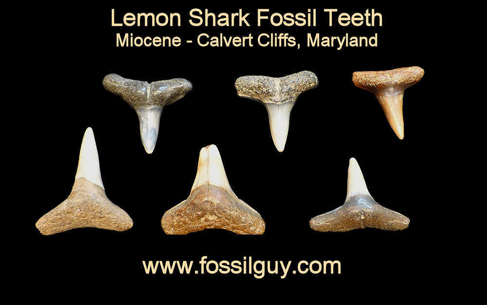 Fossil Lemon Shark teeth - calvert cliffs, maryland