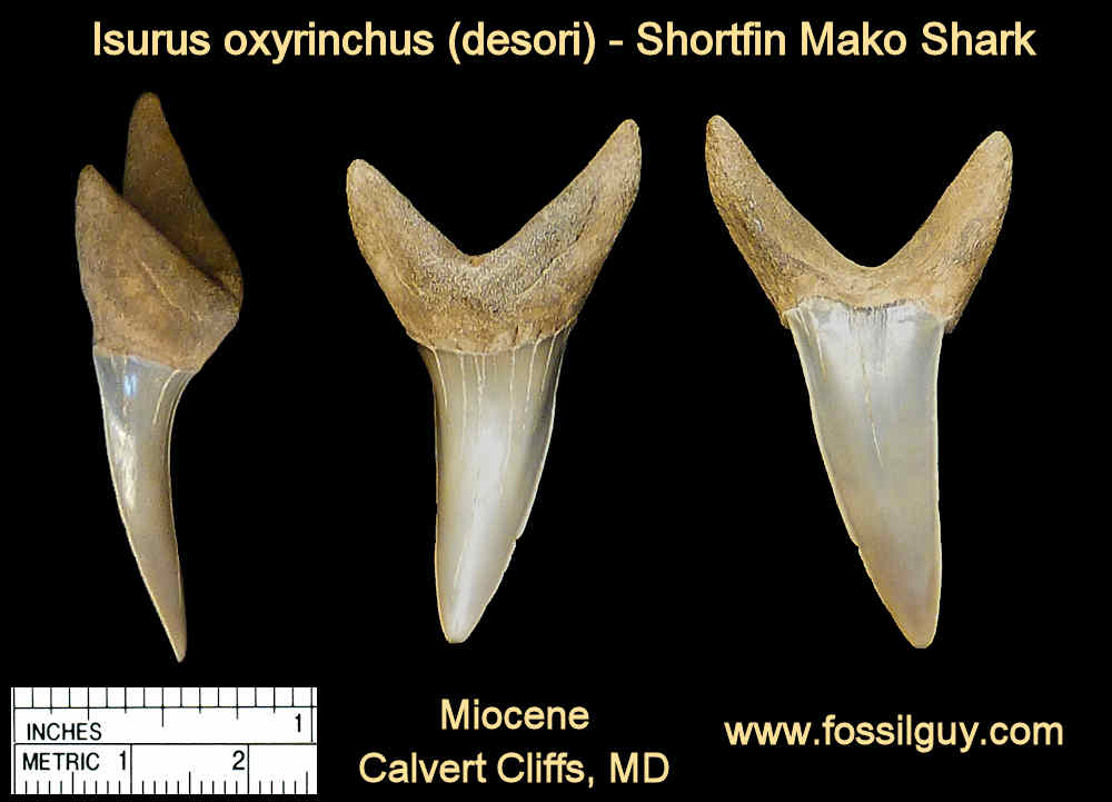 Animal Teeth Identification Chart