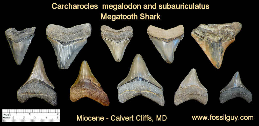 Shark Tooth Size Chart