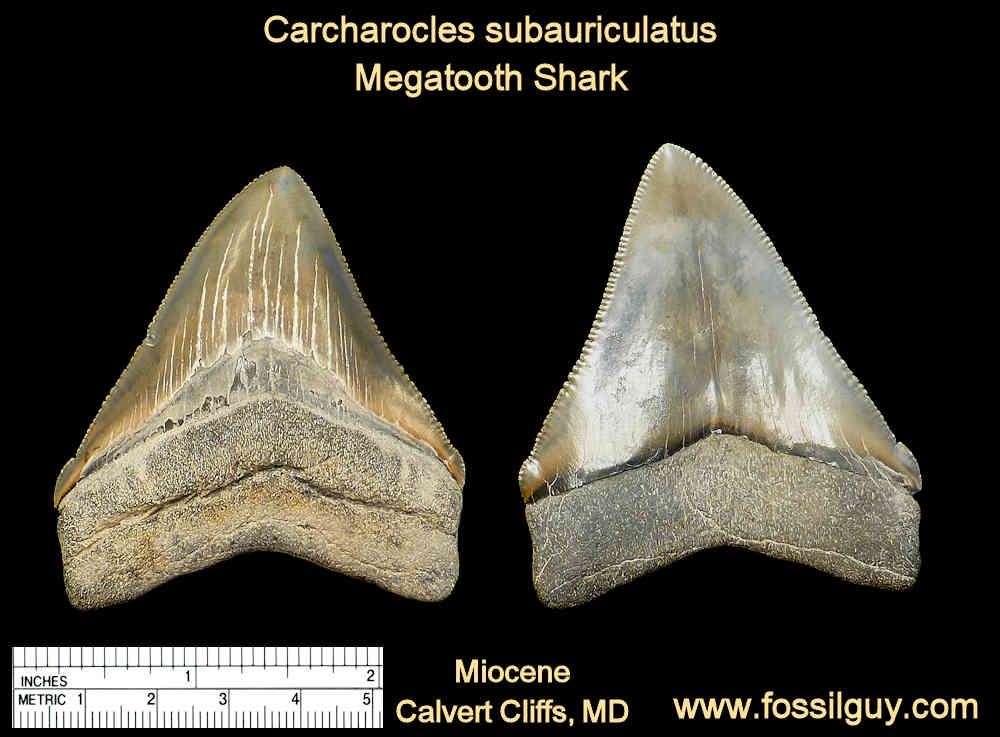 fossil megalodon shark tooth - calvert cliffs, maryland