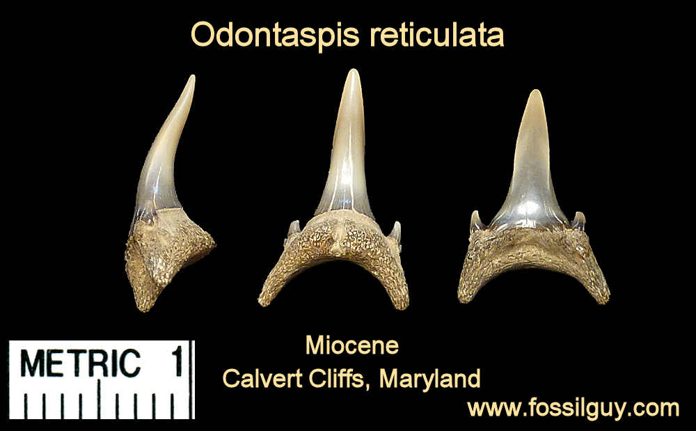 fossil Odontaspis shark tooth - calvert cliffs, maryland