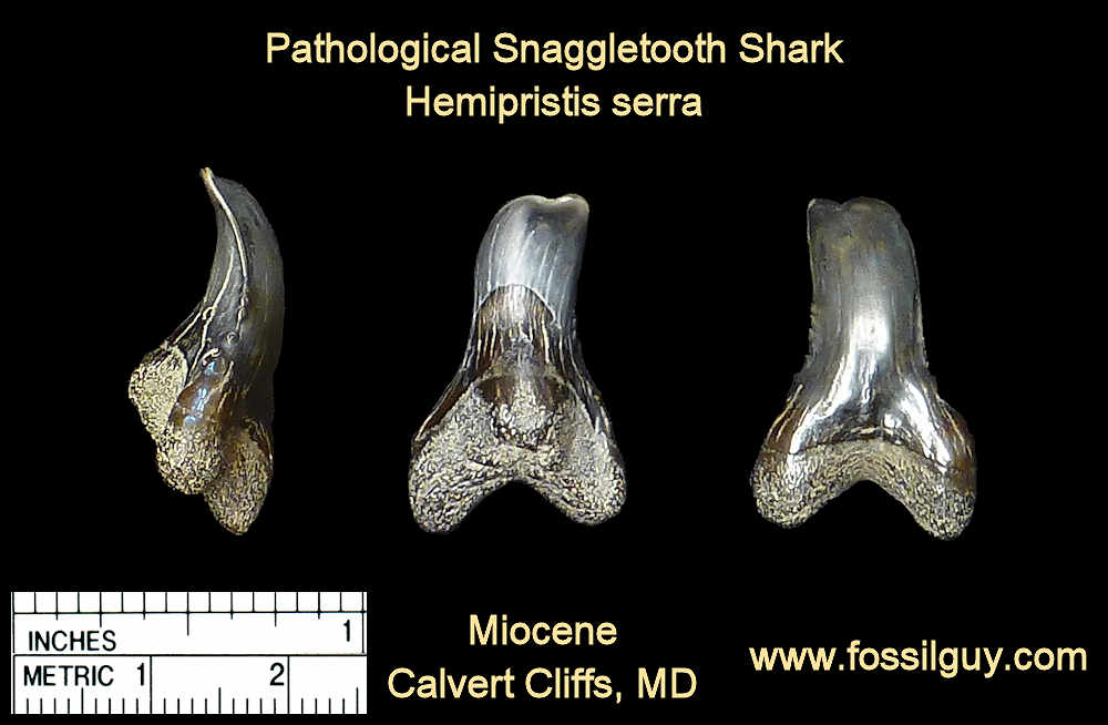 pathological fossil snaggletooth shark teeth - calvert cliffs, maryland