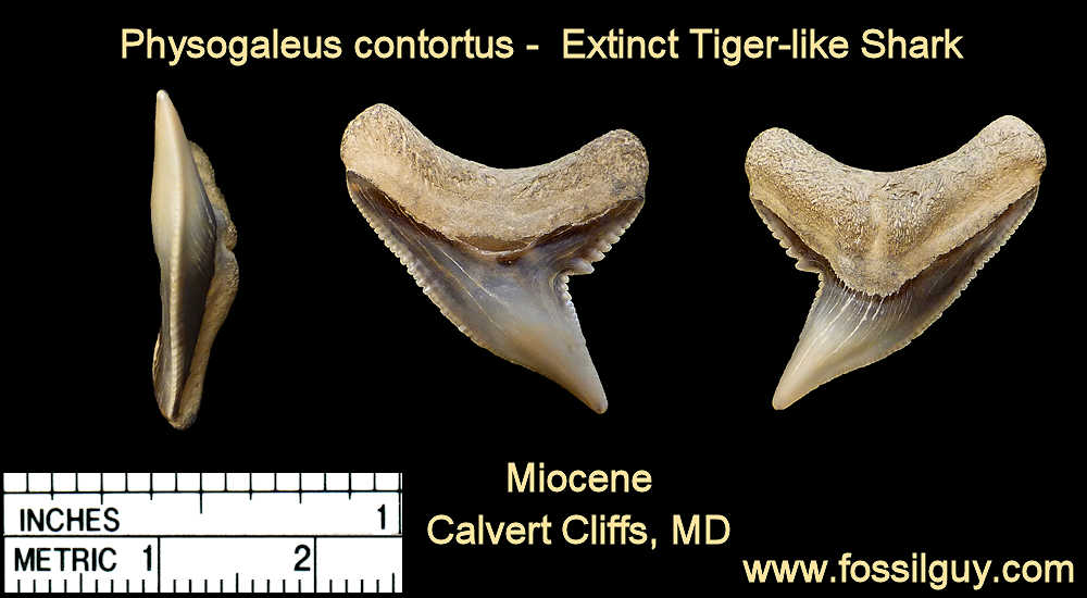 fossil physogaleus contortus fossil shark teeth - calvert cliffs, maryland