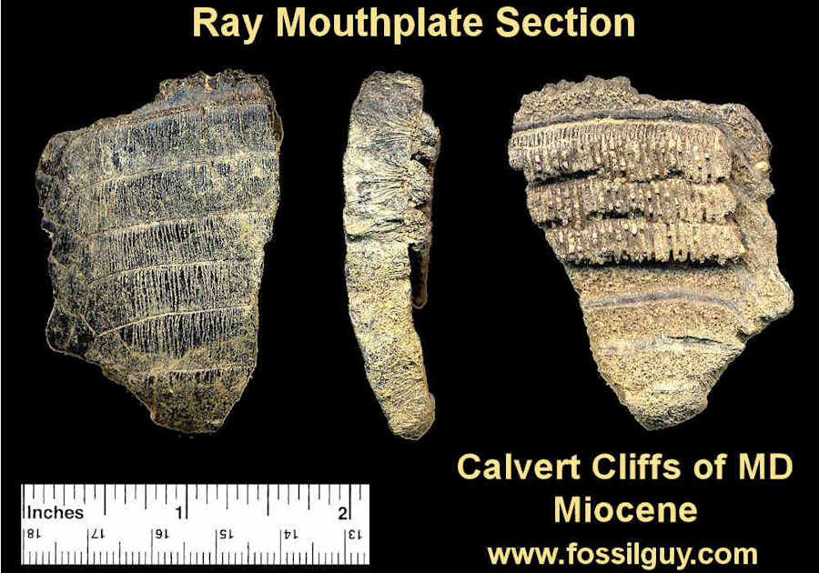 Ray Fossil Crushing Mouth Plate