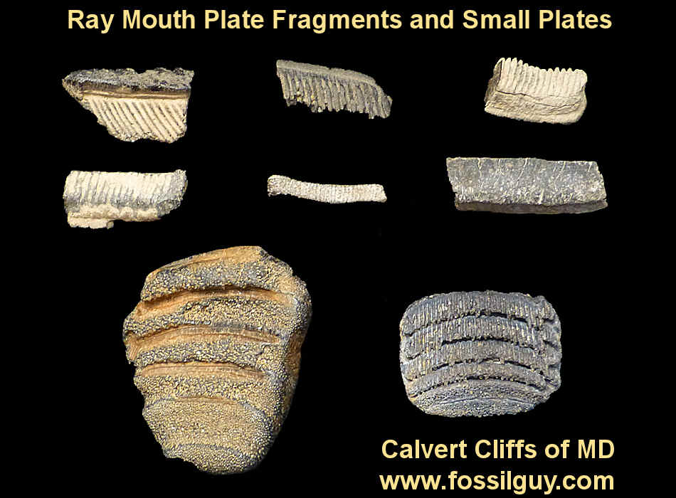 Fossil Shark Tooth Identification for Calvert Cliffs of Maryland:  Fossilguy.com