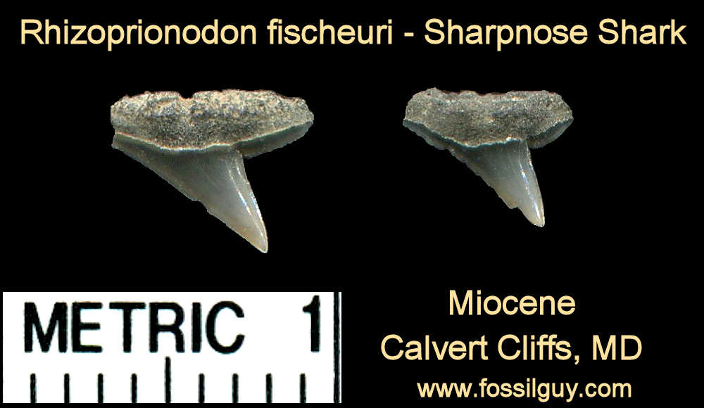 These are two examples of sharpnose shark teeth.