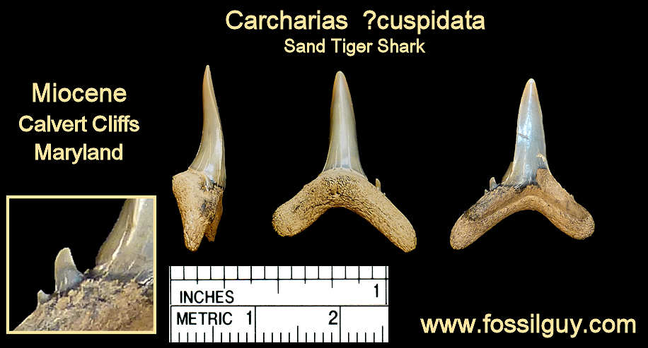 Animal Teeth Identification Chart